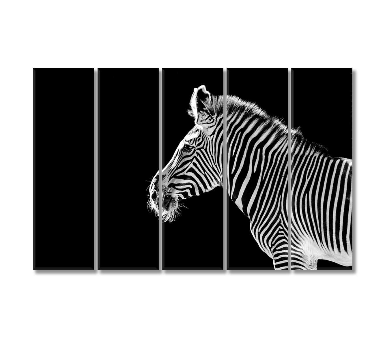 Zebra Black And White Wall Art-Canvas Print-CetArt-5 Panels-36x24 inches-CetArt