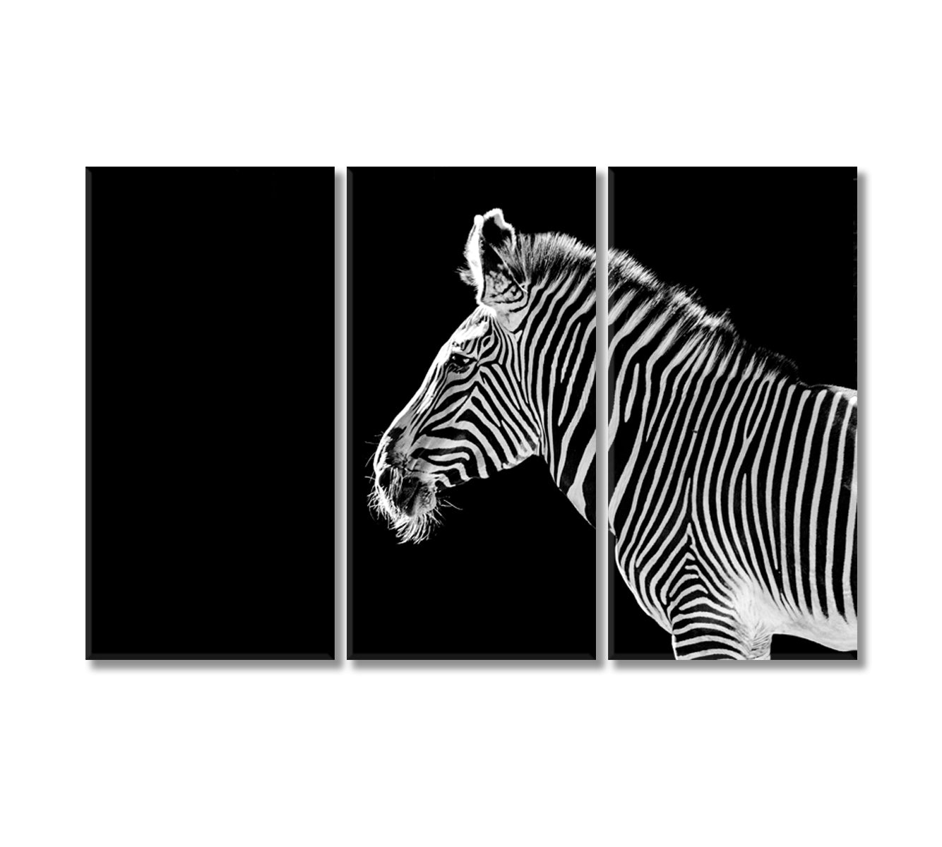 Zebra Black And White Wall Art-Canvas Print-CetArt-3 Panels-36x24 inches-CetArt
