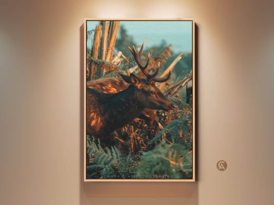 Rustic wildlife photography canvas print featuring a photorealistic deer in a fern-filled forest. This amber brown teal nature artwork brings the outdoors in. Perfect rustic decor for a hunting lodge or cozy home. A great gift for nature lovers and deer hunters alike. The warm tones and detailed imagery create a captivating piece.