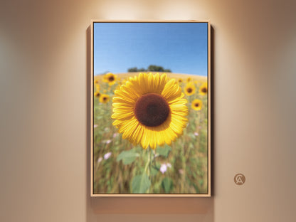 Framed sunflower field canvas artwork hangs on a beige wall. This yellow floral landscape print captures a sunny summer day. A rustic farmhouse decor piece that brings nature's artistry indoors. A perfect gift for grandma who loves botanical art and outdoor scenes.