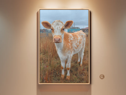 Framed artwork of a Holstein calf. This cute calf art will bring joy to any room. The artwork is displayed in a floating frame. Buy this canvas art to add country charm to your space.