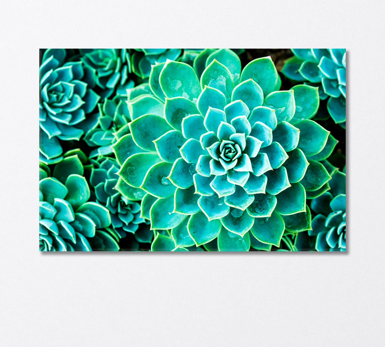 Magic Cactus in Botanic Garden Thailand Canvas Print-Canvas Print-CetArt-1 Panel-24x16 inches-CetArt