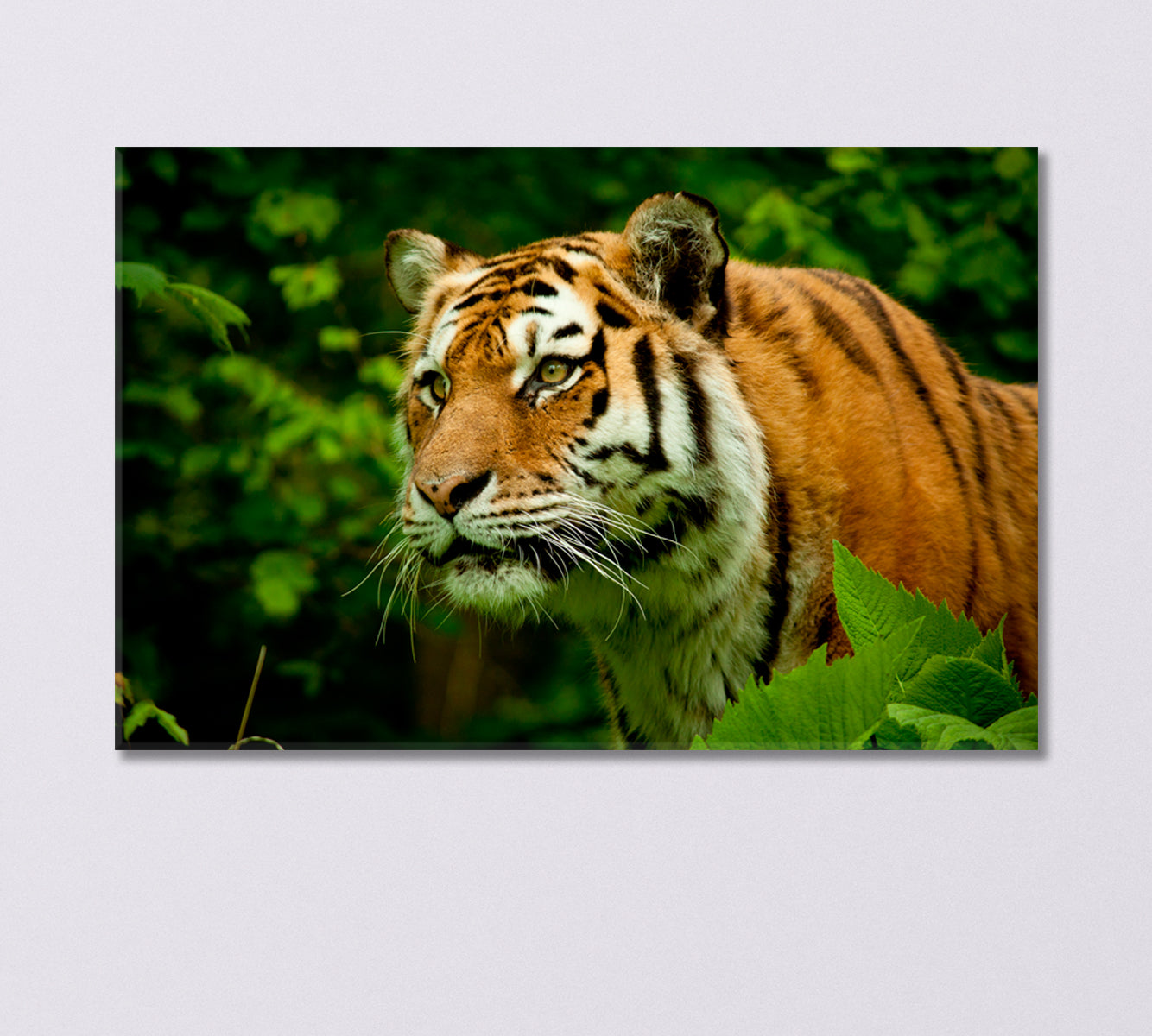 Tiger Face Wildlife Canvas Print-Canvas Print-CetArt-1 Panel-24x16 inches-CetArt
