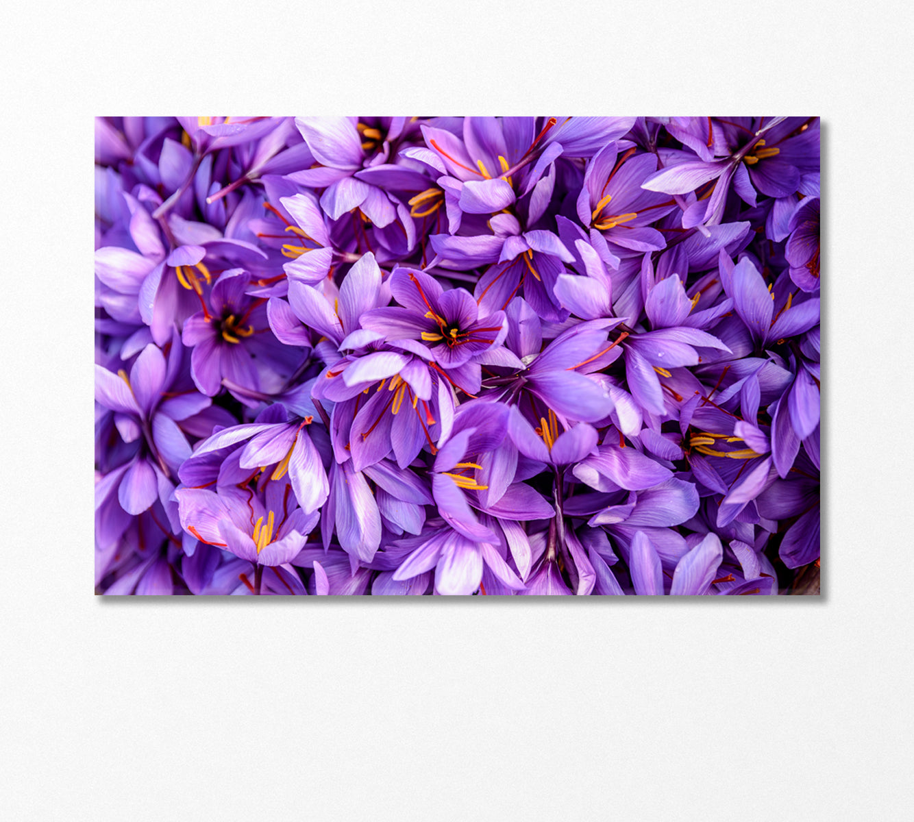 Blooming Saffron Flowers Canvas Print-Canvas Print-CetArt-1 Panel-24x16 inches-CetArt