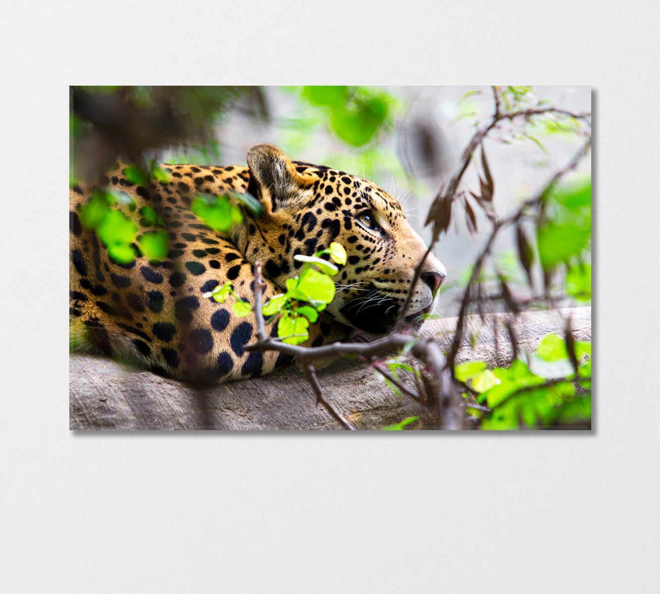 Daydreaming Jaguar South Africa Canvas Print-Canvas Print-CetArt-1 Panel-24x16 inches-CetArt