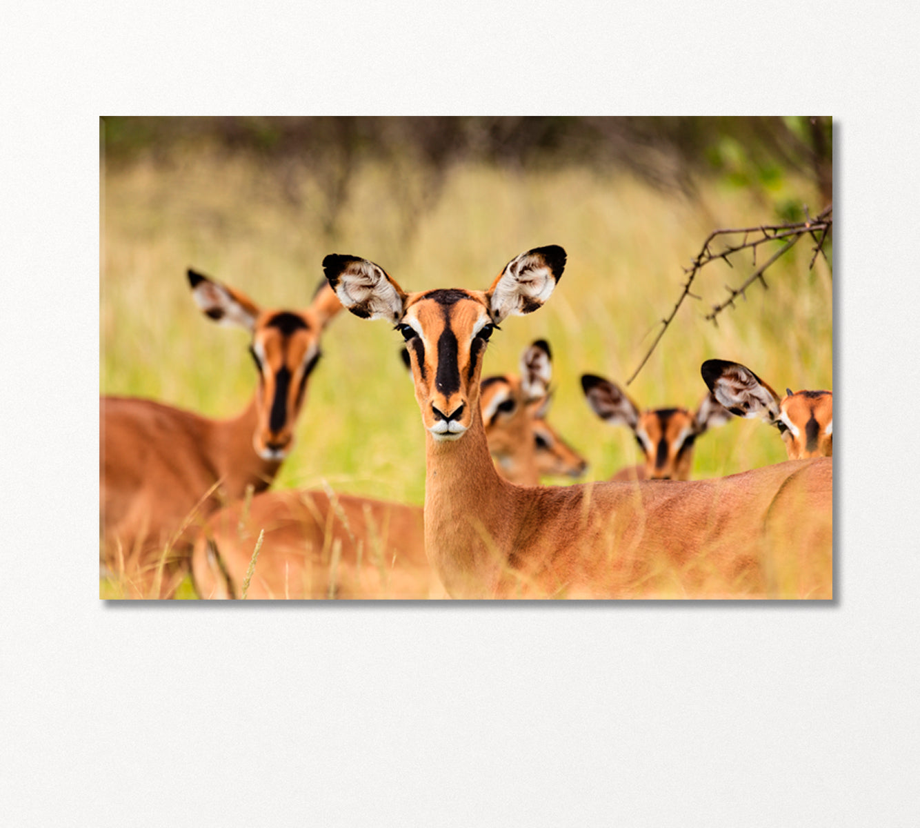 Young African Antelopes Canvas Print-Canvas Print-CetArt-1 Panel-24x16 inches-CetArt
