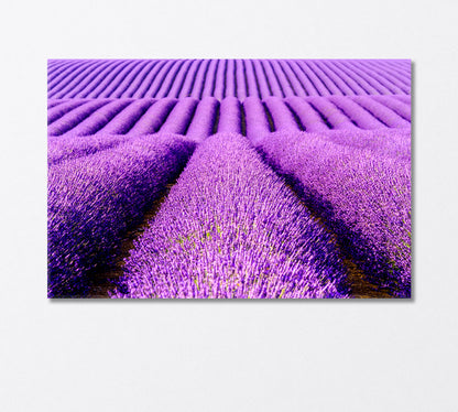 Endless Lavender Field Provence France Canvas Print-Canvas Print-CetArt-1 Panel-24x16 inches-CetArt