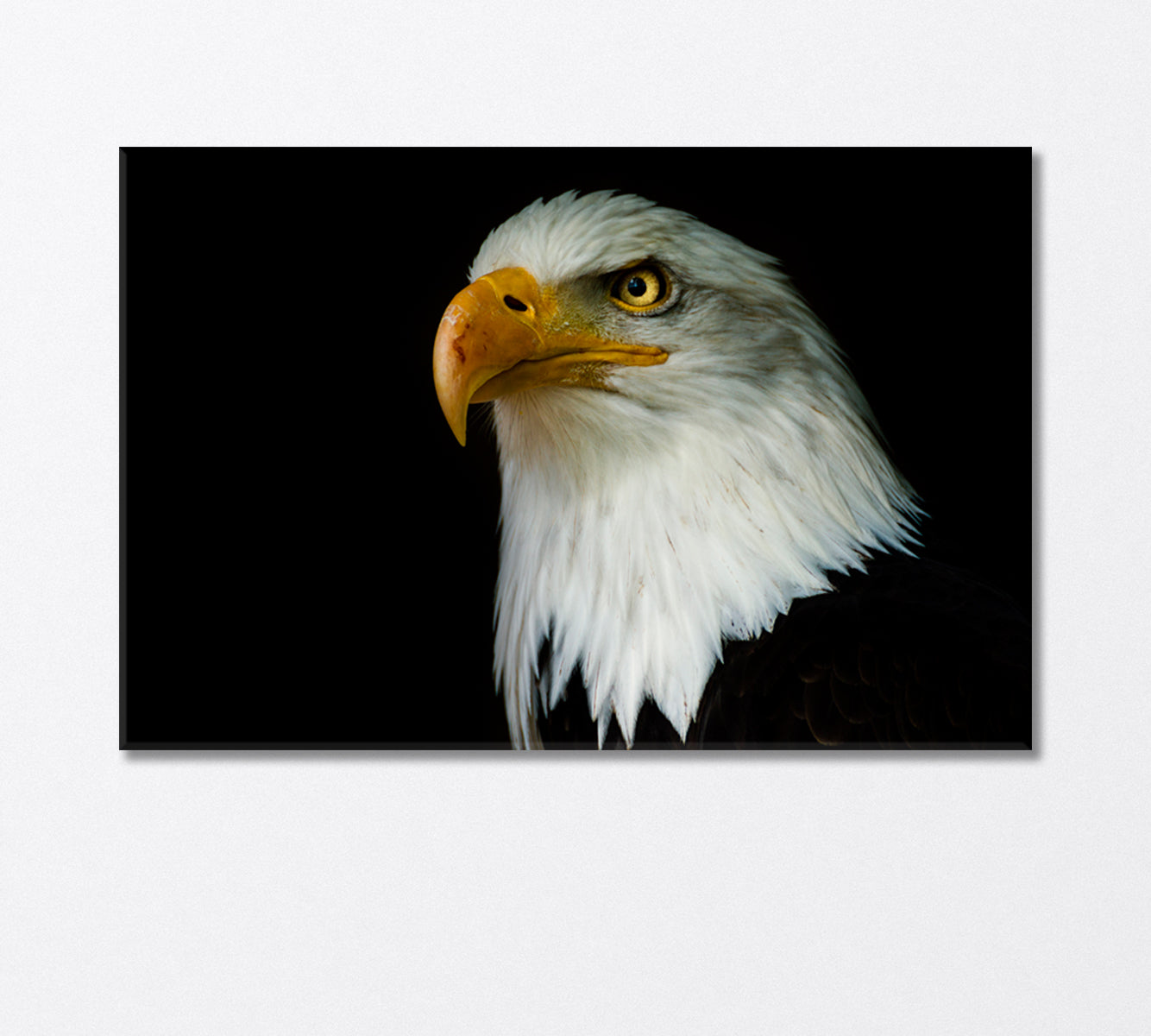National American Bird of Prey Eagle Canvas Print-Canvas Print-CetArt-1 Panel-24x16 inches-CetArt