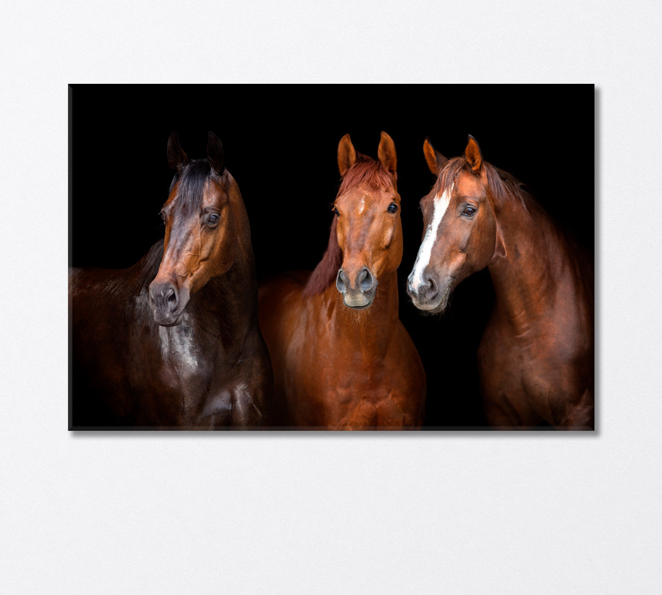 Portrait of Three Graceful Horses Canvas Print-Canvas Print-CetArt-1 Panel-24x16 inches-CetArt