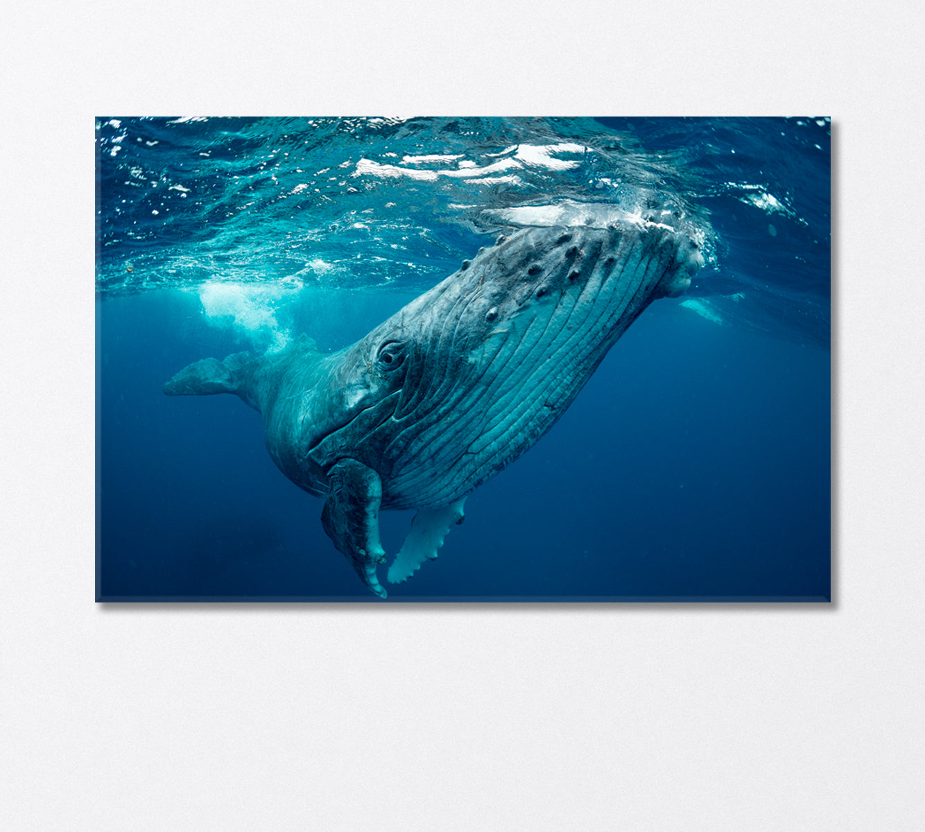 Whale Swimming in the Pacific Ocean Canvas Print-Canvas Print-CetArt-1 Panel-24x16 inches-CetArt