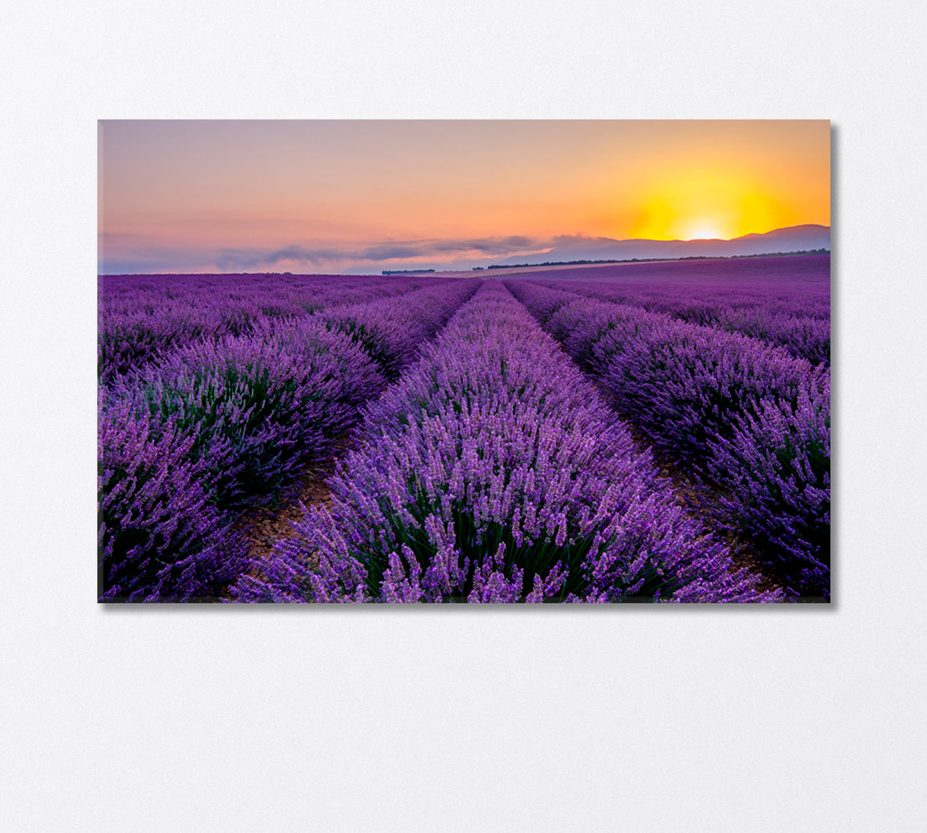 Sunrise in the Lavender Field Canvas Print-Canvas Print-CetArt-1 Panel-24x16 inches-CetArt