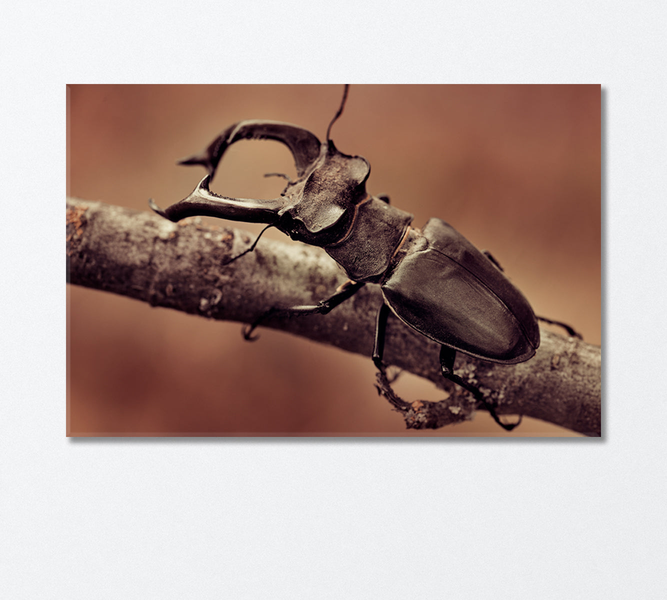 Deer Beetle Close Up Canvas Print-Canvas Print-CetArt-1 Panel-24x16 inches-CetArt