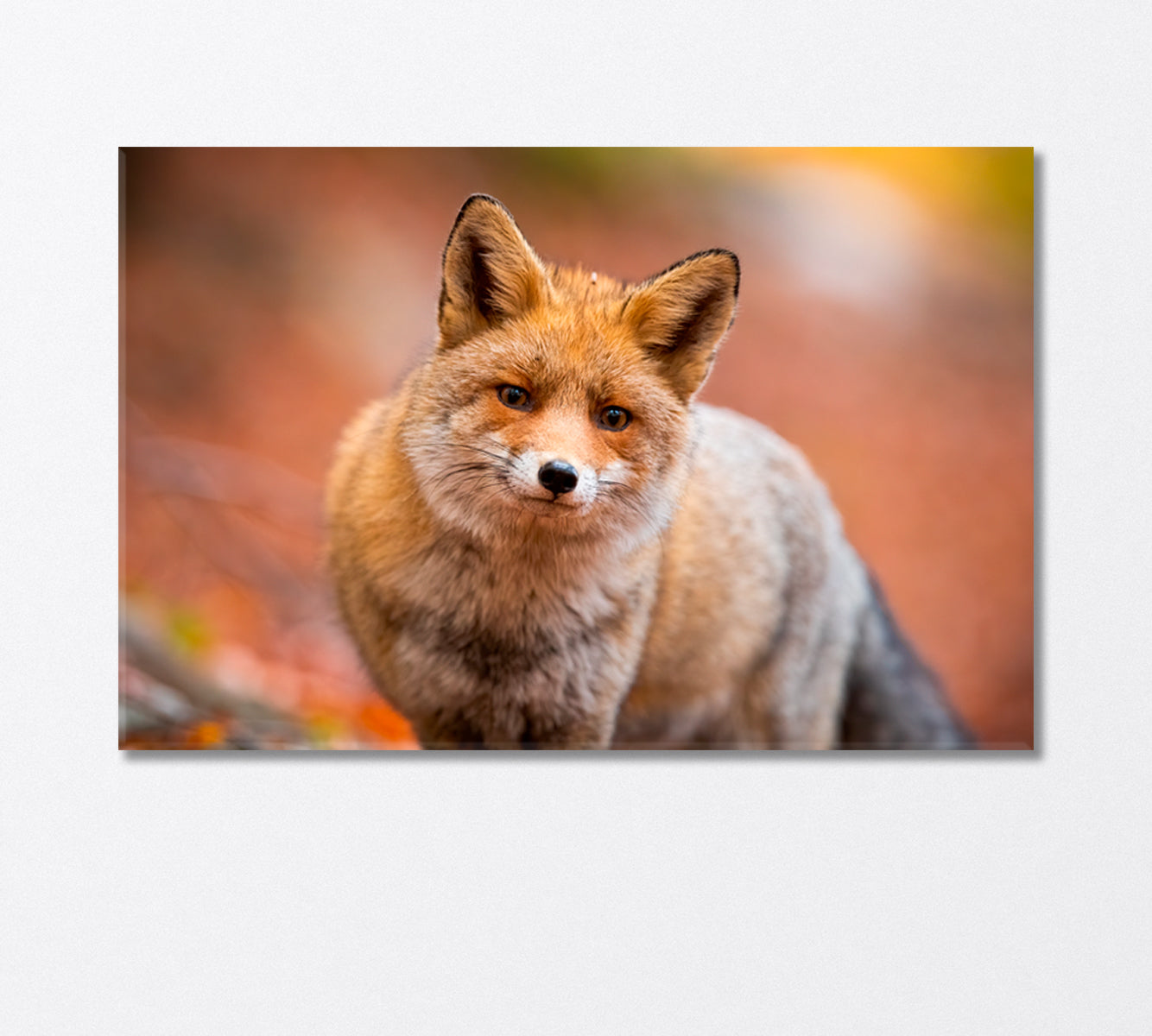 Red Furry Fox Canvas Print-Canvas Print-CetArt-1 Panel-24x16 inches-CetArt