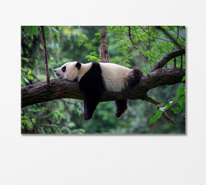 Cute Little Panda Sleeping on a Tree Canvas Print-Canvas Print-CetArt-1 Panel-24x16 inches-CetArt