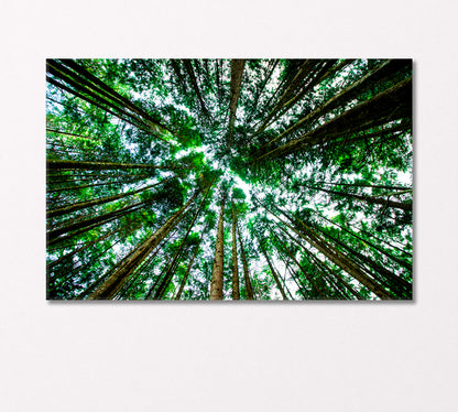 Bottom View of Giant Green Trees Canvas Print-CetArt-1 Panel-24x16 inches-CetArt