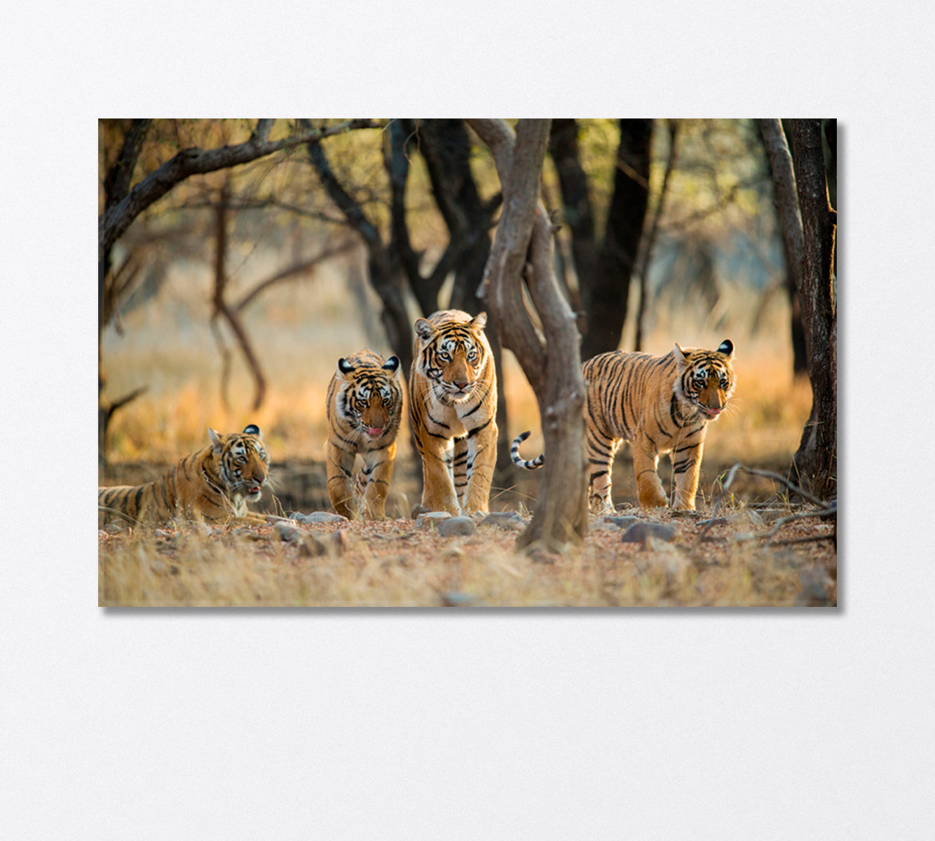 Tiger Family at Ranthambore National Park India Canvas Print-Canvas Print-CetArt-1 Panel-24x16 inches-CetArt