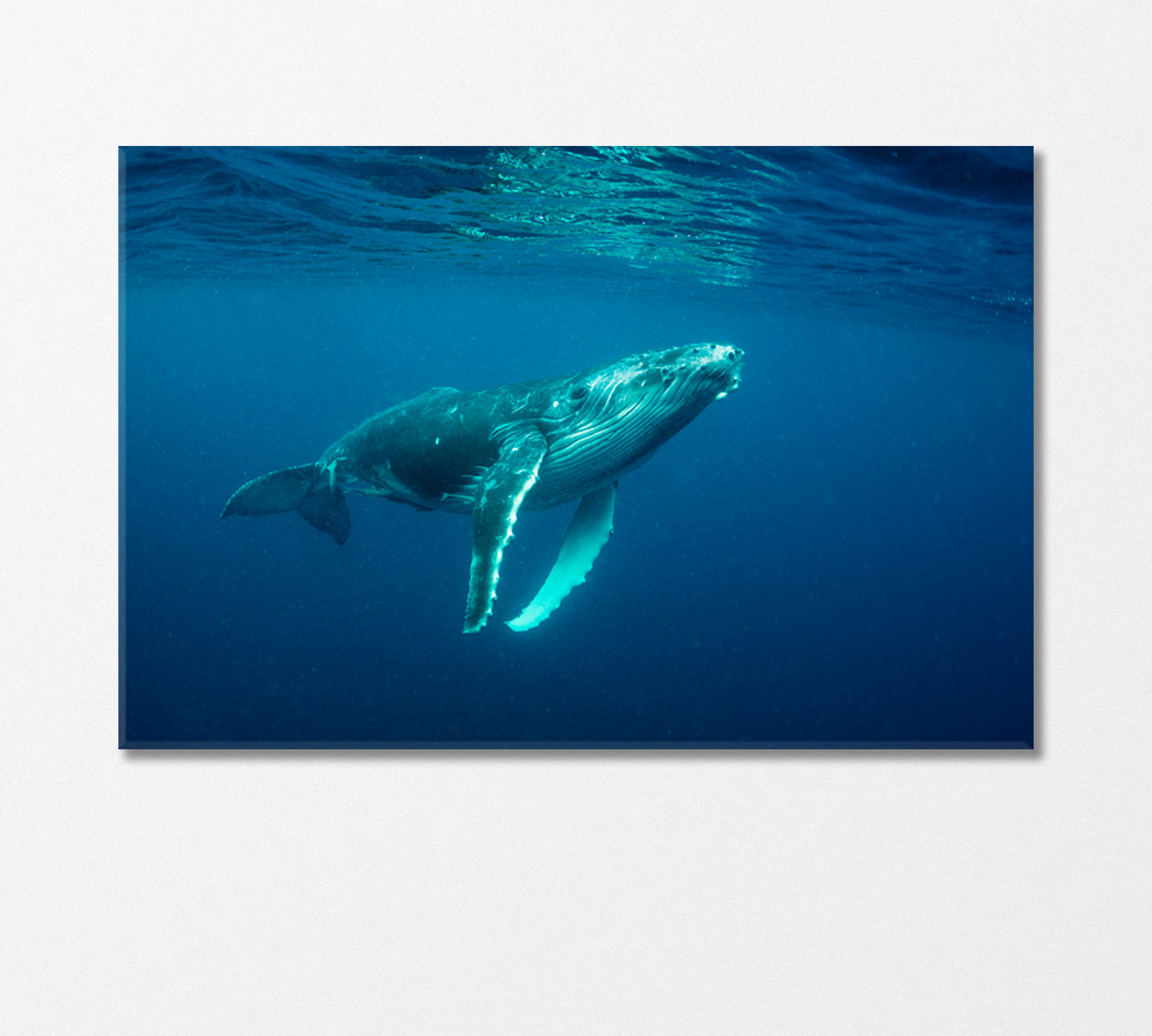 Humpback Whale Cub in the Pacific Ocean Canvas Print-Canvas Print-CetArt-1 Panel-24x16 inches-CetArt