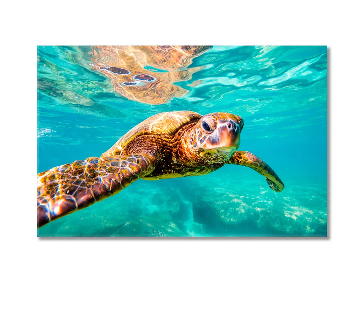 Hawaiian sea turtle underwater — bright teal ocean canvas