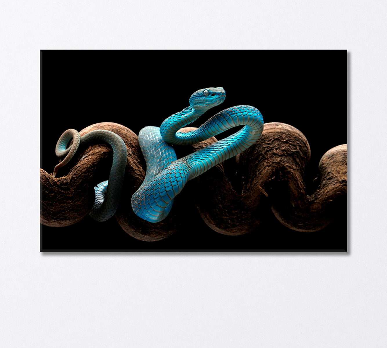 Poisonous Turquoise Blue Viper Canvas Print-Canvas Print-CetArt-1 Panel-24x16 inches-CetArt