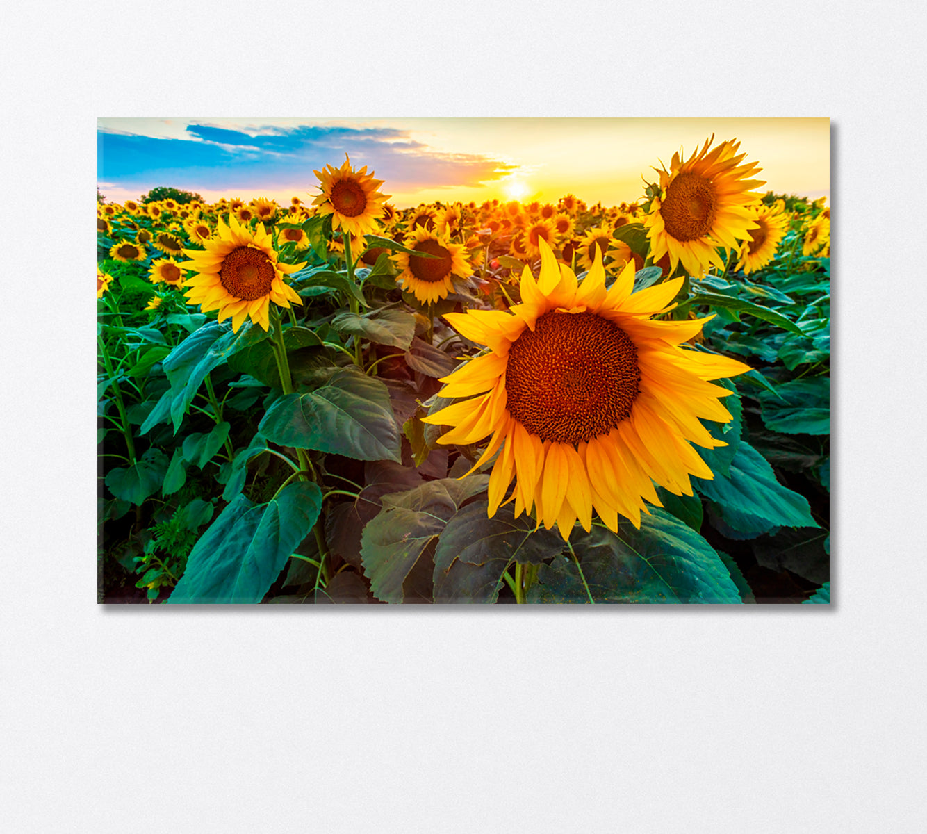 Sunflower Fields at Sunset Canvas Print-Canvas Print-CetArt-1 Panel-24x16 inches-CetArt