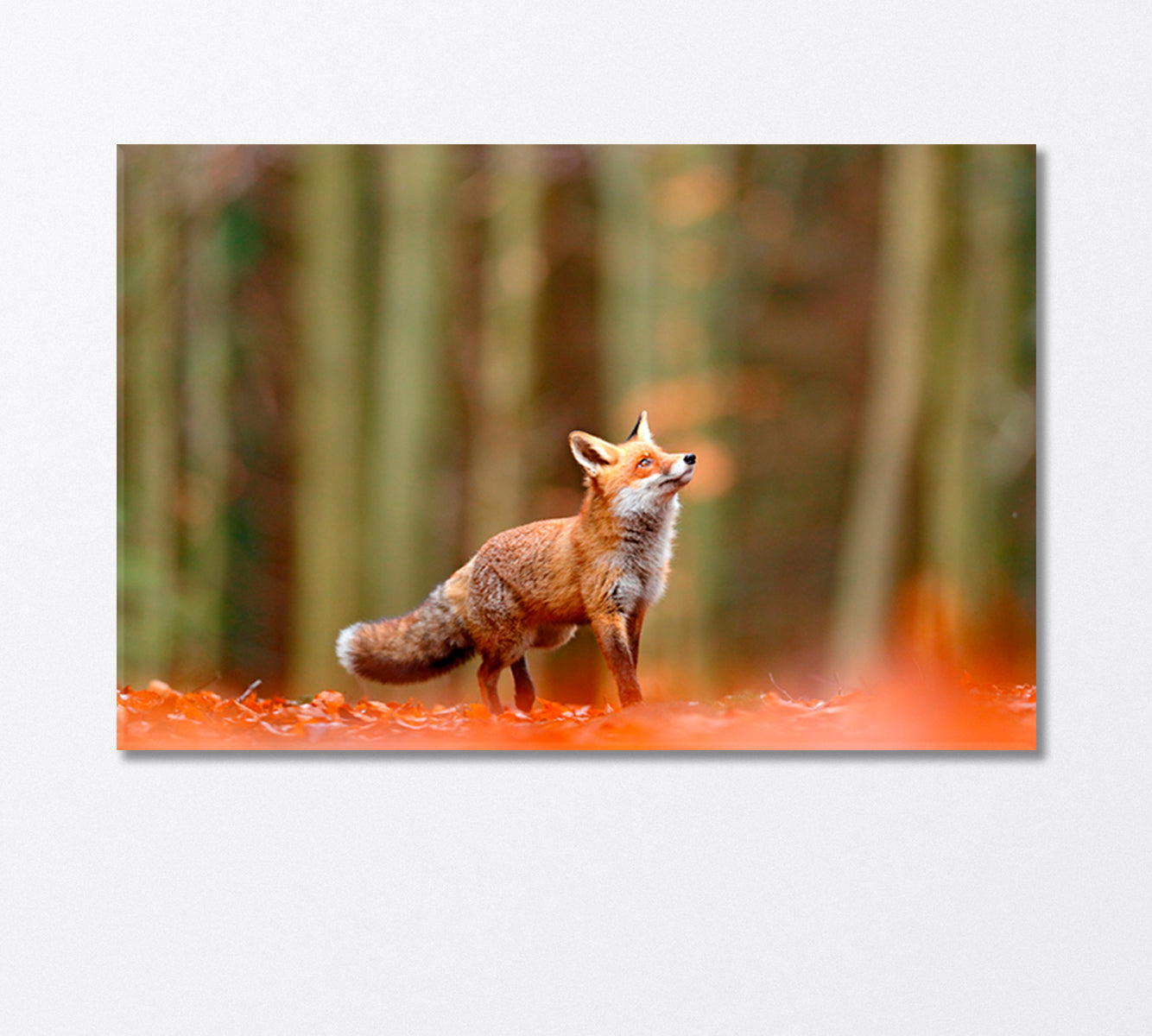 Red Fox Running in Orange Autumn Leaves Canvas Print-Canvas Print-CetArt-1 Panel-24x16 inches-CetArt