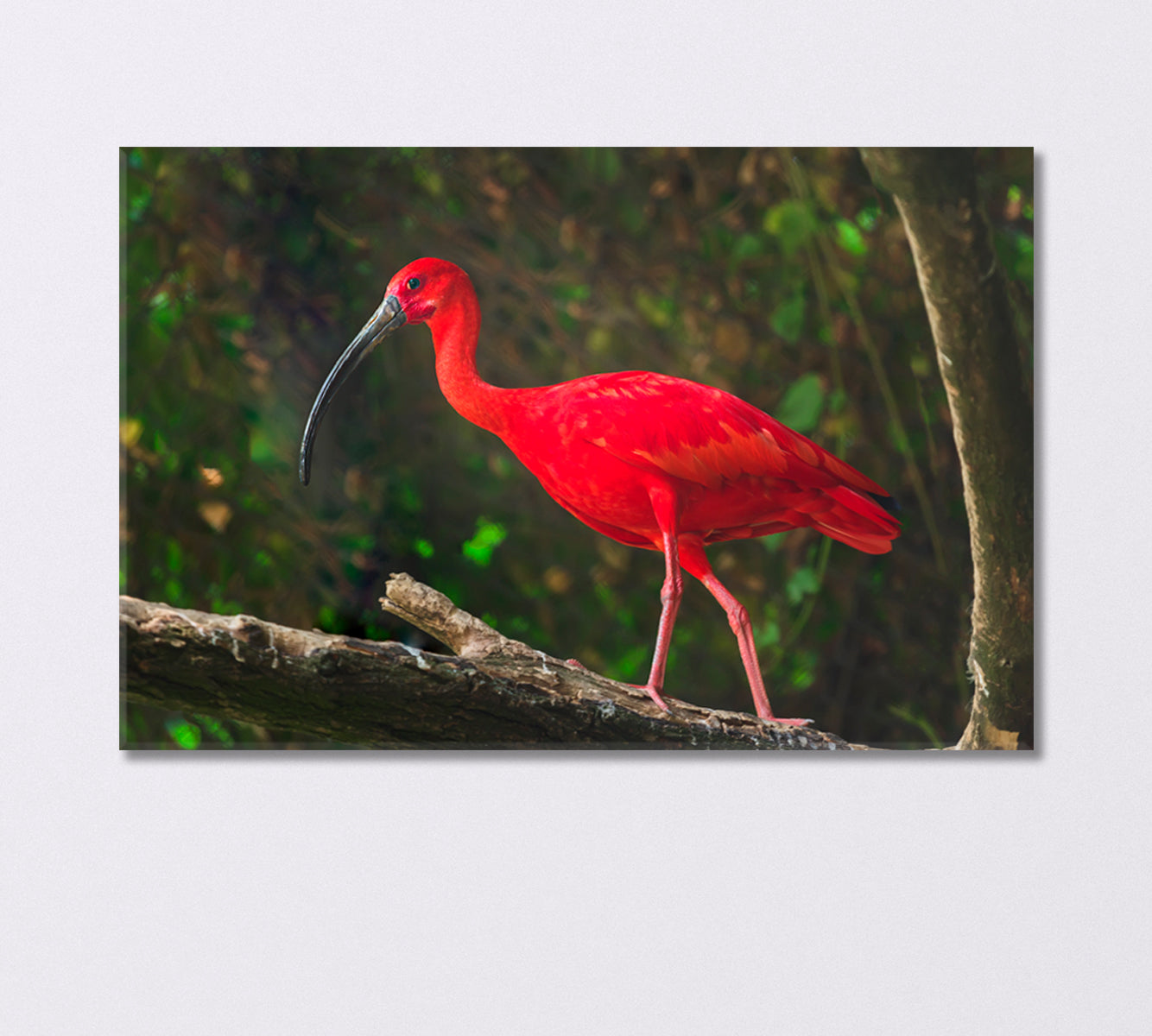 Exotic Bird Scarlet Ibis Canvas Print-Canvas Print-CetArt-1 Panel-24x16 inches-CetArt