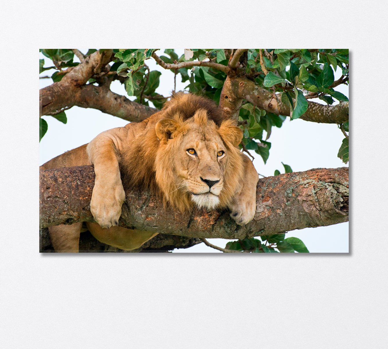 Lion Resting on a Tree in Uganda National Park Canvas Print-Canvas Print-CetArt-1 Panel-24x16 inches-CetArt