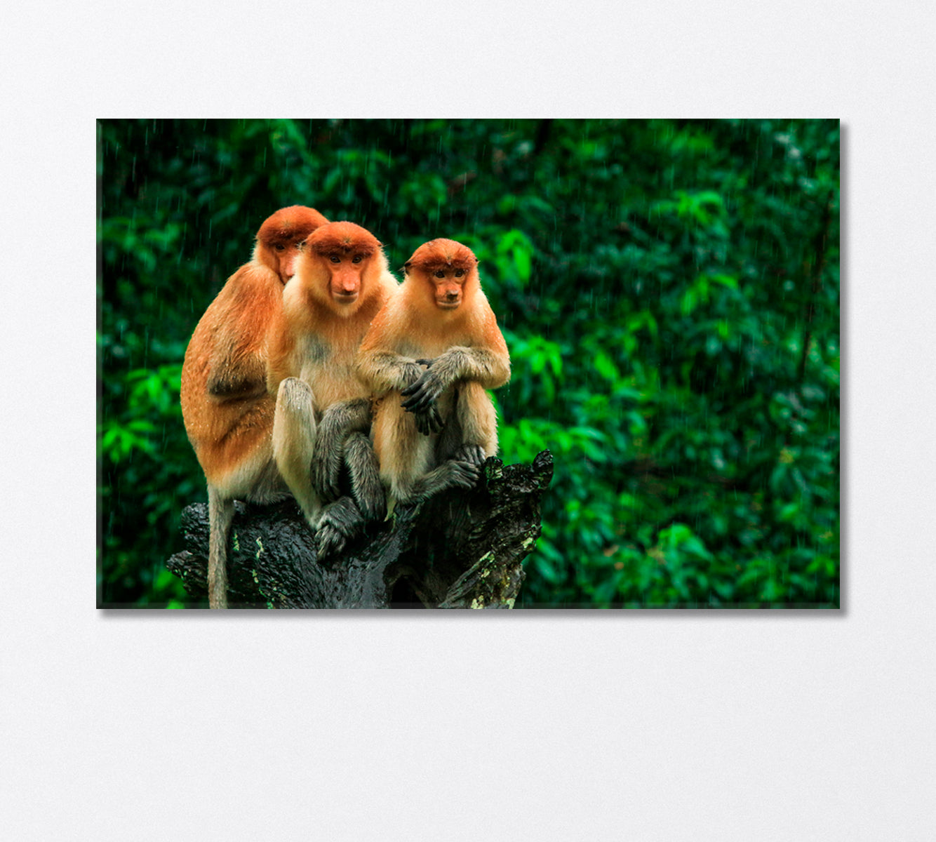 Three Monkeys Sitting on a Tree in the Rain Canvas Print-Canvas Print-CetArt-1 Panel-24x16 inches-CetArt