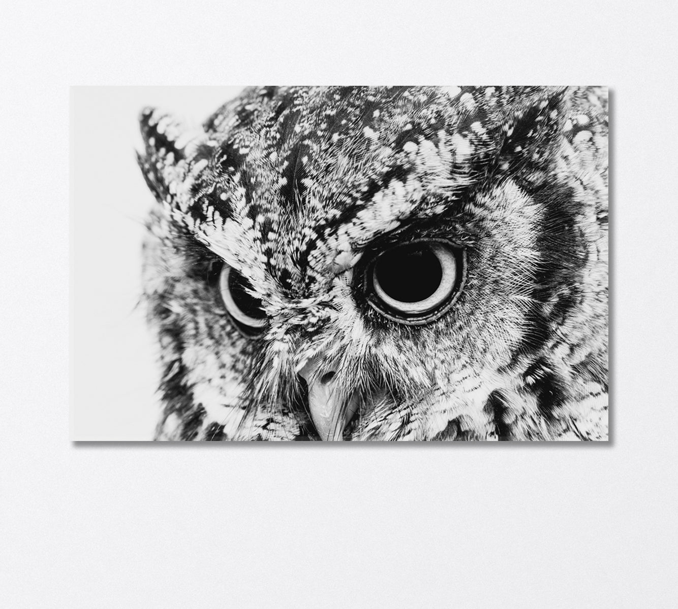 Wild Owl in Black and White Canvas Print-Canvas Print-CetArt-1 Panel-24x16 inches-CetArt