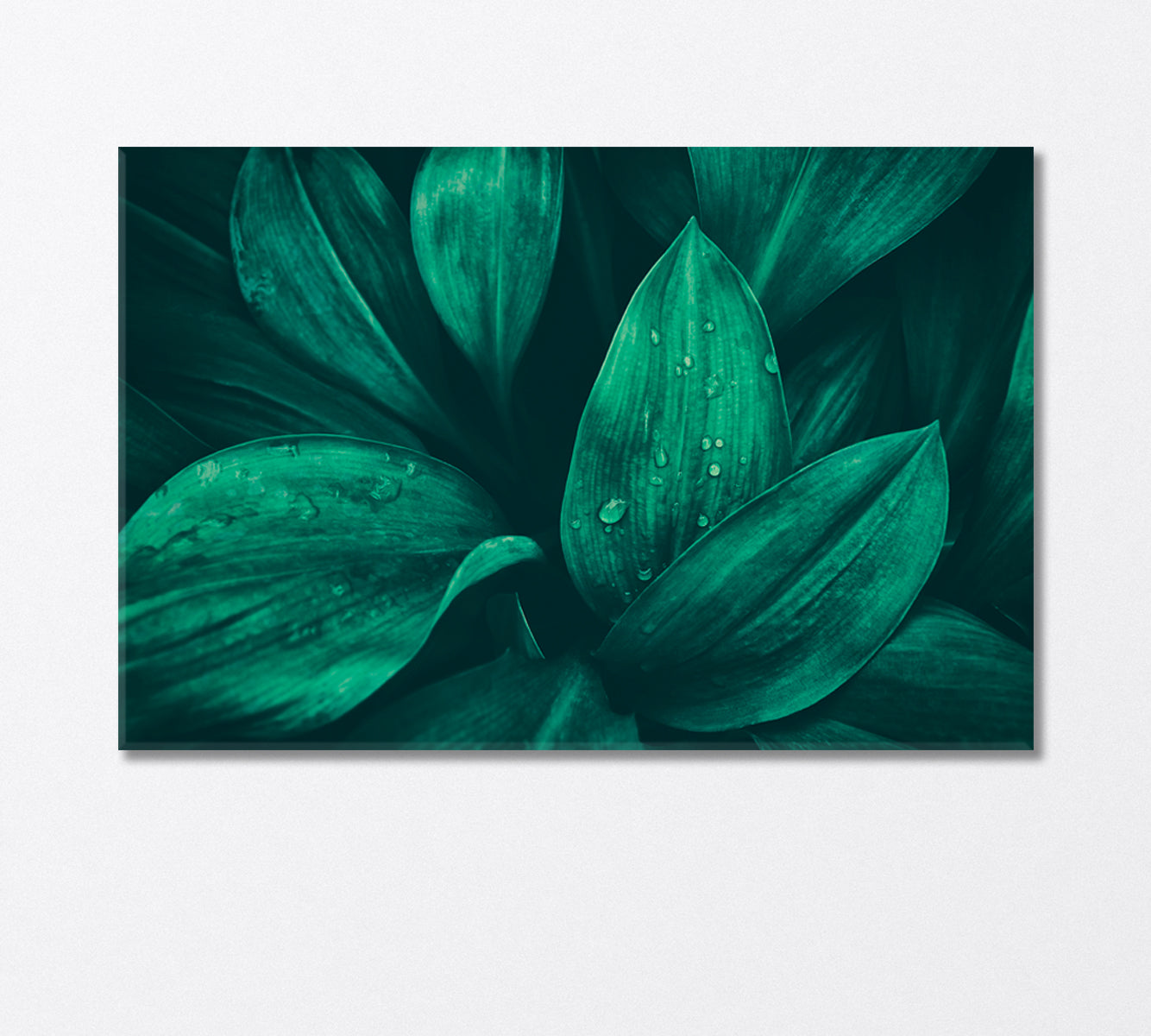 Water Droplets on Green Foliage in Tropical Rainforest Canvas Print-Canvas Print-CetArt-1 Panel-24x16 inches-CetArt