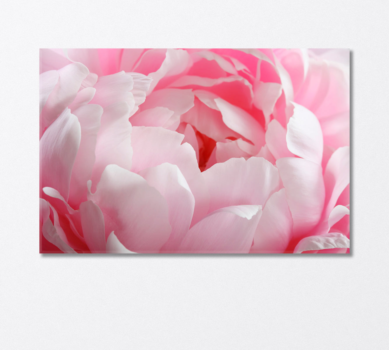 Delicate Peony Flower Canvas Print-Canvas Print-CetArt-1 Panel-24x16 inches-CetArt