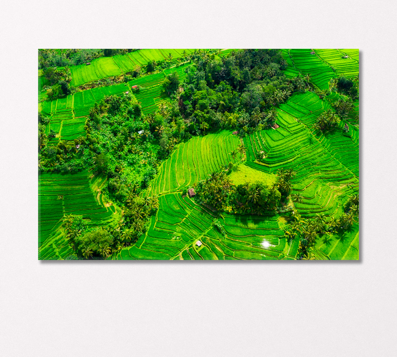 Rice Terraces Bali Indonesia Canvas Print-Canvas Print-CetArt-1 Panel-24x16 inches-CetArt