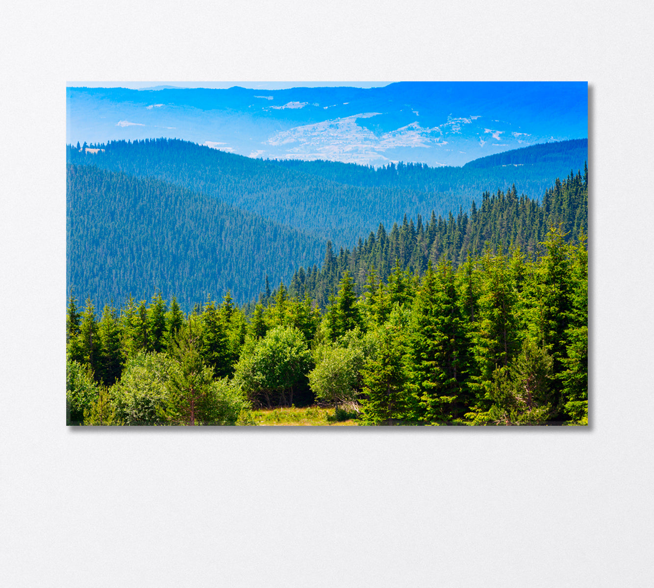 Aerial View of the Pine Forest Canvas Print-Canvas Print-CetArt-1 Panel-24x16 inches-CetArt