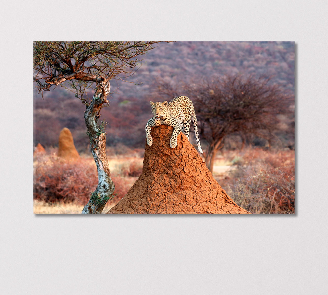 Leopard on a Termite Hill Namibia Africa Canvas Print-Canvas Print-CetArt-1 Panel-24x16 inches-CetArt