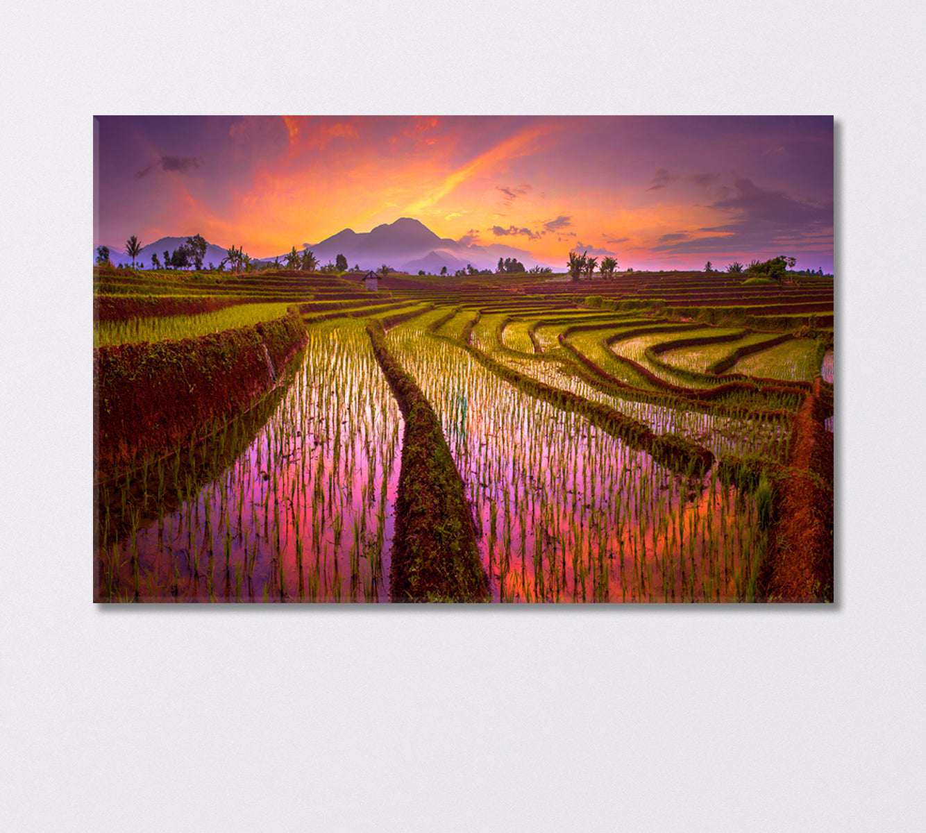 Rice Field Sunrise Canvas Print-Canvas Print-CetArt-1 Panel-24x16 inches-CetArt