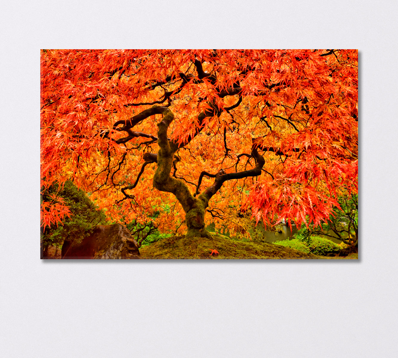 Japanese Maple in Autumn Canvas Print-Canvas Print-CetArt-1 Panel-24x16 inches-CetArt