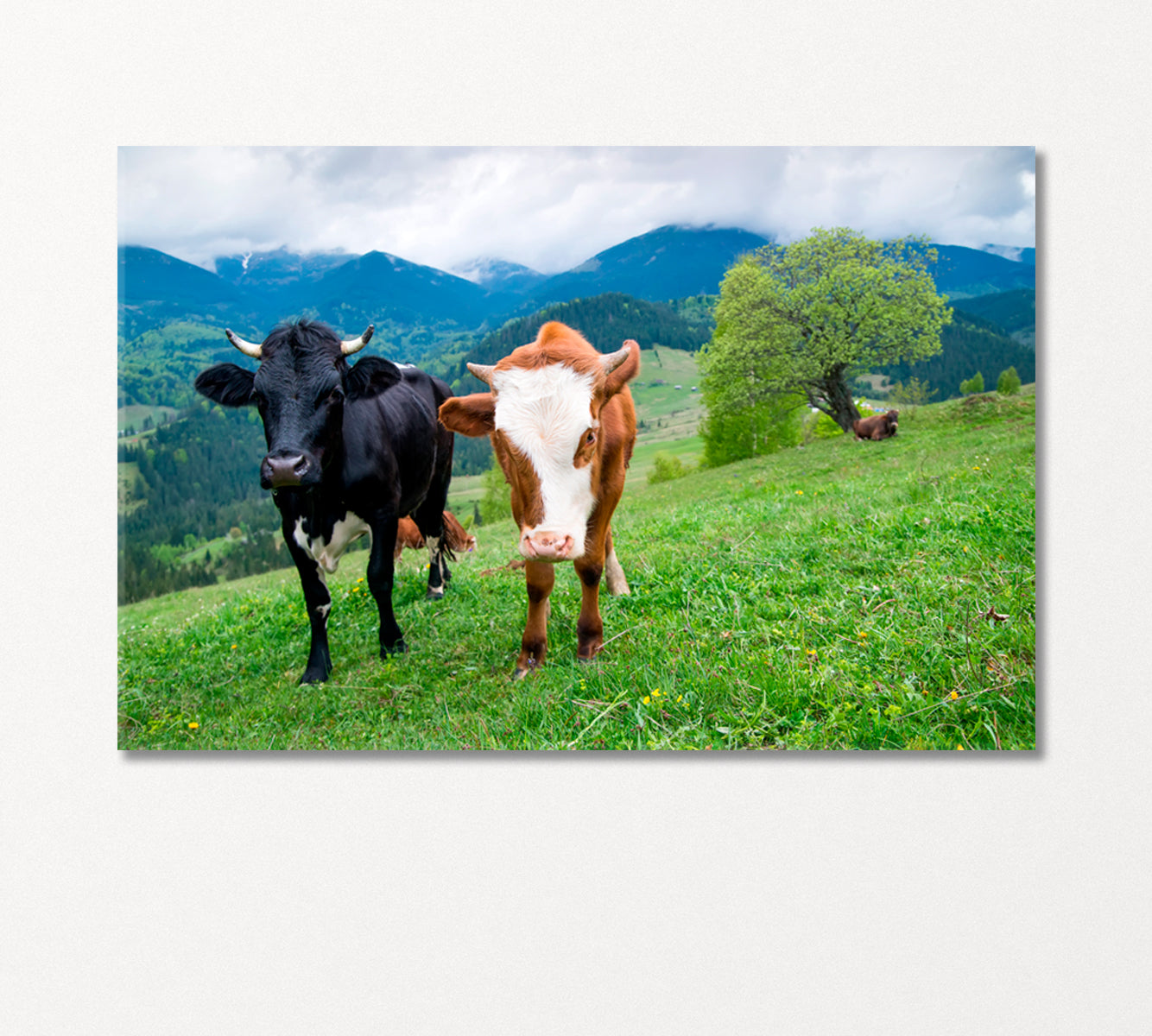 Cows in Meadow Canvas Print-Canvas Print-CetArt-1 Panel-24x16 inches-CetArt