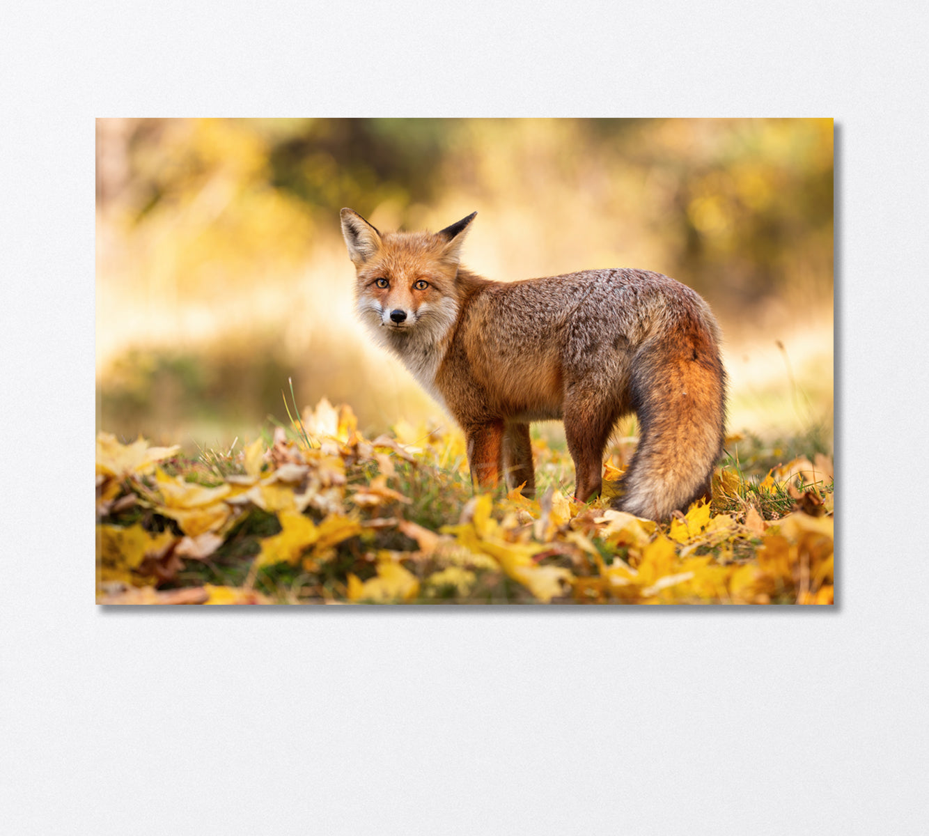 Red Fox Stands on Orange Foliage in the Forest Canvas Print-Canvas Print-CetArt-1 Panel-24x16 inches-CetArt