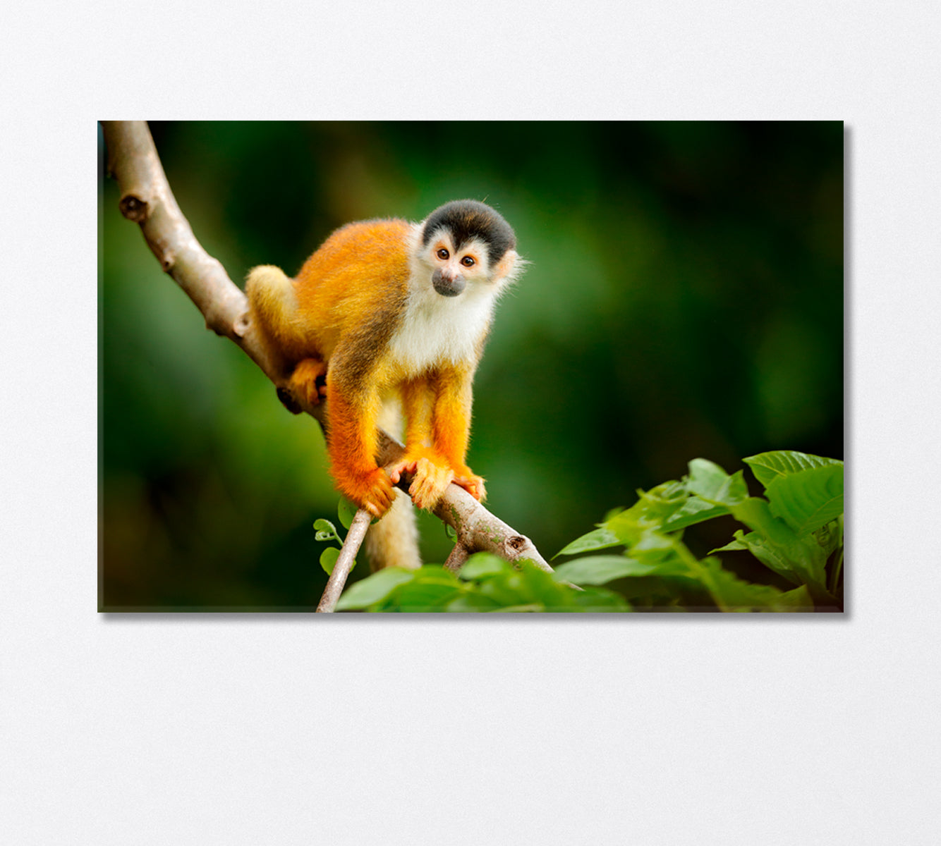 Little Monkey Sitting on a Tree Canvas Print-Canvas Print-CetArt-1 Panel-24x16 inches-CetArt