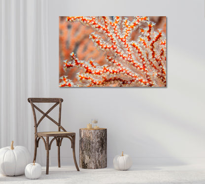 Sea Fan Coral Canvas Print-Canvas Print-CetArt-1 Panel-24x16 inches-CetArt