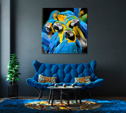 Blue and Gold Macaw Parrot Canvas Print-Canvas Print-CetArt-1 panel-12x12 inches-CetArt