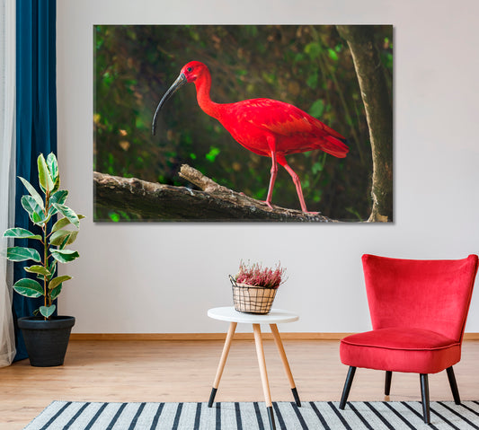 Exotic Bird Scarlet Ibis Canvas Print-Canvas Print-CetArt-1 Panel-24x16 inches-CetArt