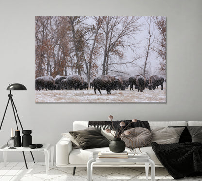 Herd of Bison in Snowfall Canvas Print-Canvas Print-CetArt-1 Panel-24x16 inches-CetArt