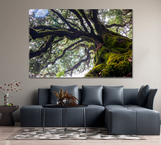 Ancient Laurel Tree Covered Perennial Moss in Laurisilva Canvas Print-Canvas Print-CetArt-1 Panel-24x16 inches-CetArt