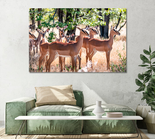 Herd of Impala in Forest Etosha National Park Namibia Africa Canvas Print-Canvas Print-CetArt-1 Panel-24x16 inches-CetArt