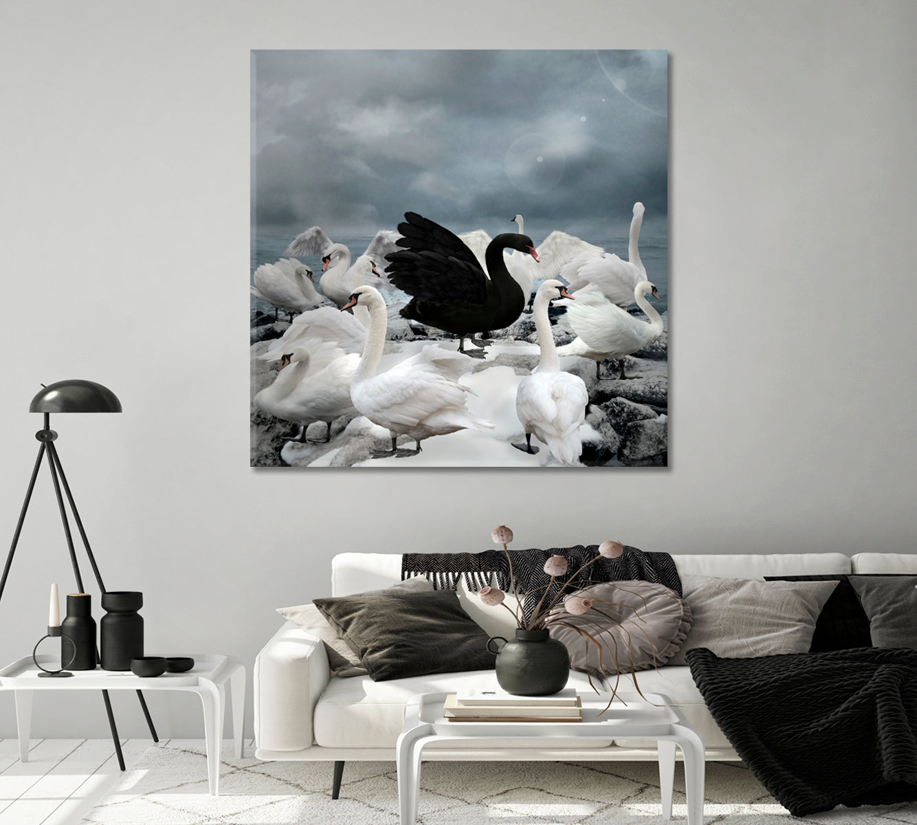 Single Black Swan among White Swans Canvas Print-Canvas Print-CetArt-1 panel-12x12 inches-CetArt
