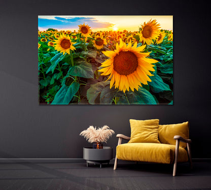 Sunflower Fields at Sunset Canvas Print-Canvas Print-CetArt-1 Panel-24x16 inches-CetArt