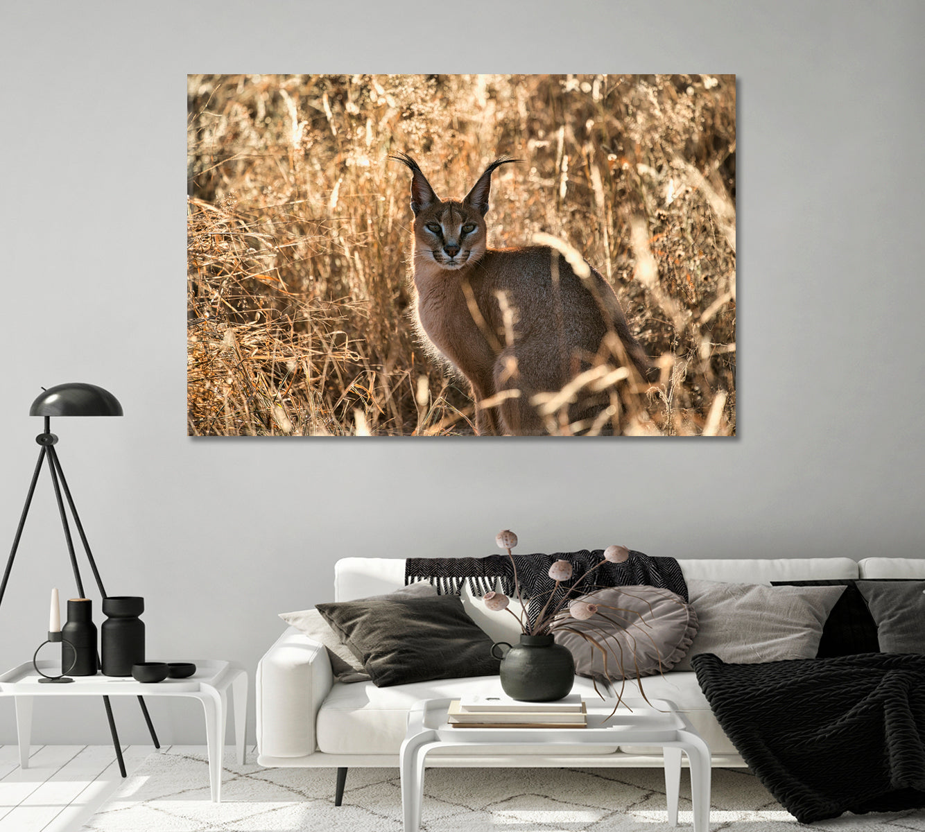 Beautiful Caracal African Lynx in Natural Habitat Canvas Print-Canvas Print-CetArt-1 Panel-24x16 inches-CetArt