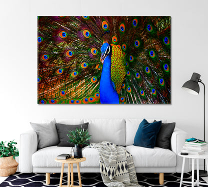 Colorful Dancing Peacock Canvas Print-Canvas Print-CetArt-1 Panel-24x16 inches-CetArt