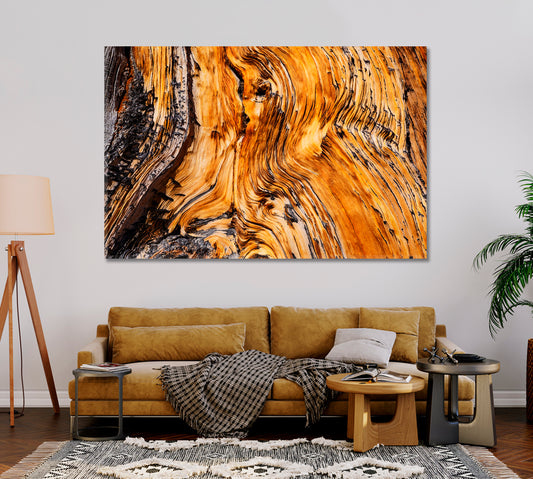 Ancient Bristlecone Pine Tree Canvas Print-Canvas Print-CetArt-1 Panel-24x16 inches-CetArt
